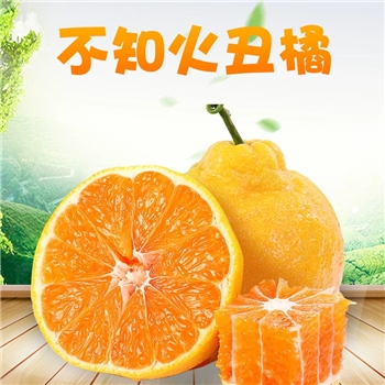 四川丑橘不知火